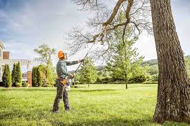 Reliable Morris, IL Tree Services Solutions