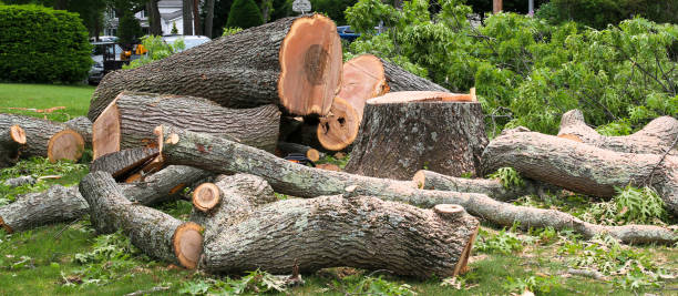 How Our Tree Care Process Works  in  Morris, IL